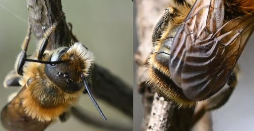 Réf. 344 095 : Osmia sp.